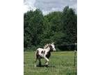 Elegant and Playful 2-Year-Old Filly, Ready to Bond