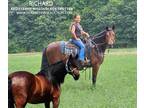 Husband Safe Registered Missouri Fox Trotter