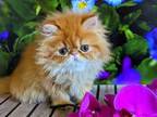 Sofia Orange Persian Exotic Longhair Ginger Girl
