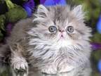 Sonya Gray Persian Exotic Longhair Blue Tabby