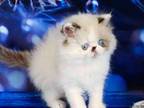 Zefir Blue Eyes Persian Longhair Exotic Face
