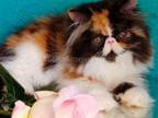 Miranda Calico Tricolor Persian Longhair Exotic