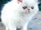 Adam White & Cream Persian Exotic Longhair Boy