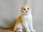 Multik Creamy Bicolor Scottish Fold Baby Boy