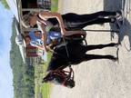 Reg Shetland mare 7 yrs