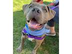 Adopt JUNE a Staffordshire Bull Terrier