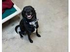 Adopt PEBBLES a Mixed Breed