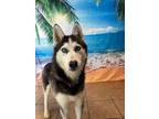 Adopt Aliza a Husky