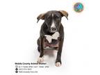 Adopt STELLA a Black Mouth Cur