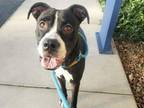 Adopt CUTIE a Boxer, Mixed Breed