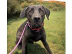 Adopt LUNA a Labrador Retriever