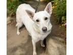 Adopt LIVIA* a Australian Cattle Dog / Blue Heeler, Carolina Dog