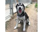 Adopt DELILAH a Siberian Husky, Mixed Breed