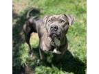 Adopt TULAH a Pit Bull Terrier