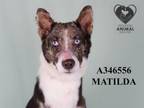 Adopt MATILDA a Australian Shepherd