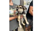 Adopt A345870 a German Shepherd Dog, Siberian Husky
