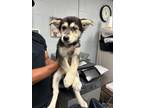 Adopt A345869 a German Shepherd Dog, Siberian Husky