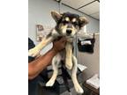 Adopt A345871 a German Shepherd Dog, Siberian Husky