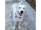 Adopt Pearl a Labrador Retriever