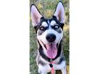 Adopt WINDIGO a Siberian Husky, Mixed Breed