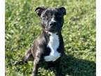 Adopt PLEASANT a Pit Bull Terrier