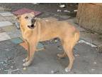 Adopt PARIS a Labrador Retriever