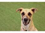 Adopt LYNWOOD a Great Dane