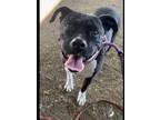 Adopt OLIVE a Staffordshire Bull Terrier
