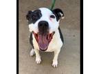 Adopt MISTY a Staffordshire Bull Terrier