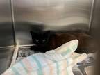 Adopt BABY a Domestic Short Hair