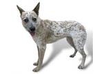 Adopt LUNA a Australian Shepherd