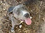 Adopt MINI COOKIE a Staffordshire Bull Terrier
