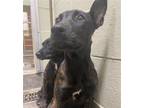 Adopt RIVER a German Shepherd Dog, Mixed Breed
