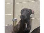 Adopt WILLOW a German Shepherd Dog, Mixed Breed