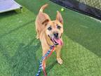 Adopt ABBY a German Shepherd Dog, Mixed Breed