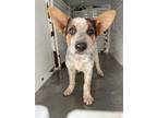 Adopt A132670 a Australian Cattle Dog / Blue Heeler, Mixed Breed