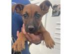 Adopt A132699 a Rhodesian Ridgeback, Mixed Breed