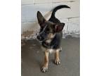 Adopt A132671 a Australian Cattle Dog / Blue Heeler, Mixed Breed