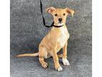Adopt TESS a Pit Bull Terrier, Mixed Breed