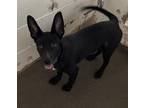 Adopt A132664 a German Shepherd Dog