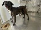 Adopt A132694 a Beagle, Mixed Breed