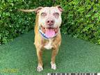 Adopt BIRDIE a Staffordshire Bull Terrier, Mixed Breed