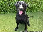 Adopt RIVERA a Labrador Retriever, Mixed Breed