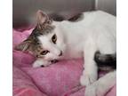 Adopt Marcie - Petsmart Plantation Foster Home a Oriental Short Hair