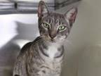 Adopt HELEN a Domestic Short Hair