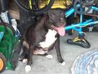 Adopt KENNEDY a American Staffordshire Terrier