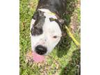 Adopt SOPHIA a American Staffordshire Terrier