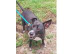 Adopt CINDY a Labrador Retriever, Mixed Breed