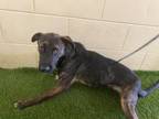 Adopt FINE a German Shepherd Dog, Mixed Breed