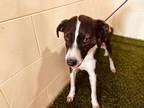 Adopt BUBBLES a Catahoula Leopard Dog, Mixed Breed
